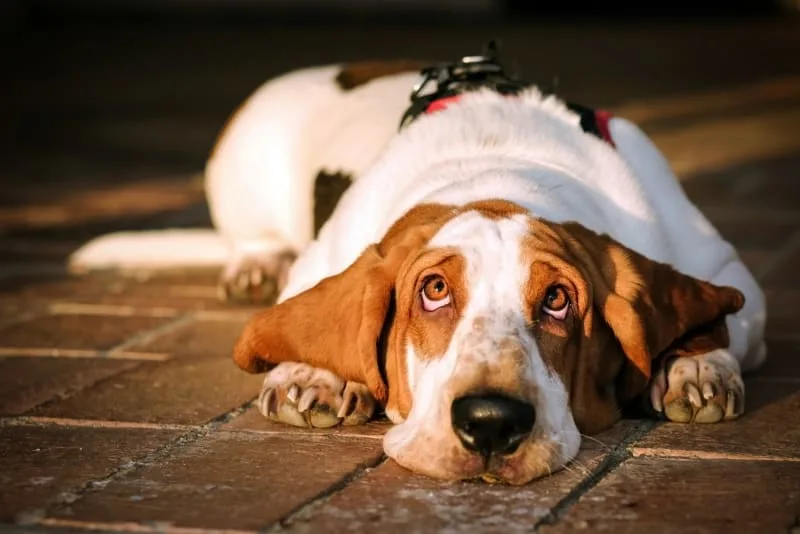 Ectropion in Dogs - Signs & Treatment