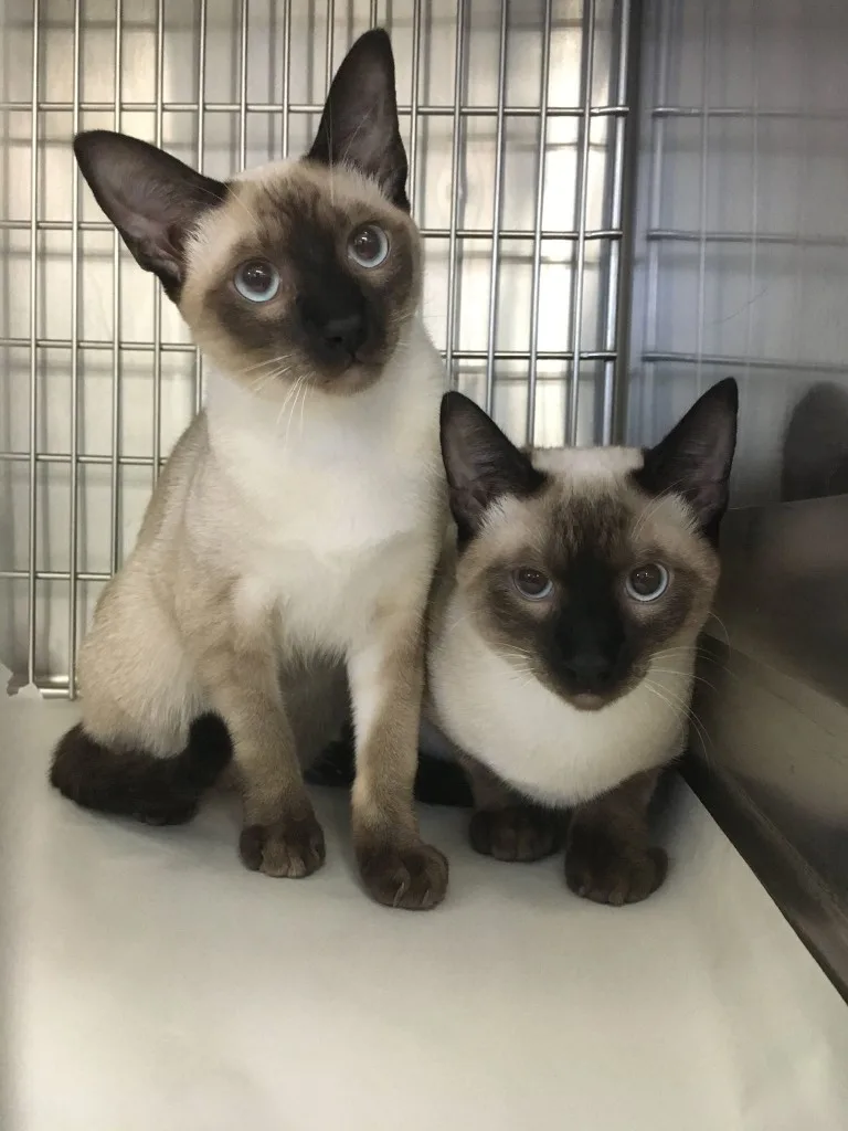 Accomodations For Pets