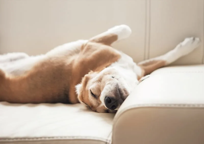 Laser Spay or Traditional Spay - Which is better?