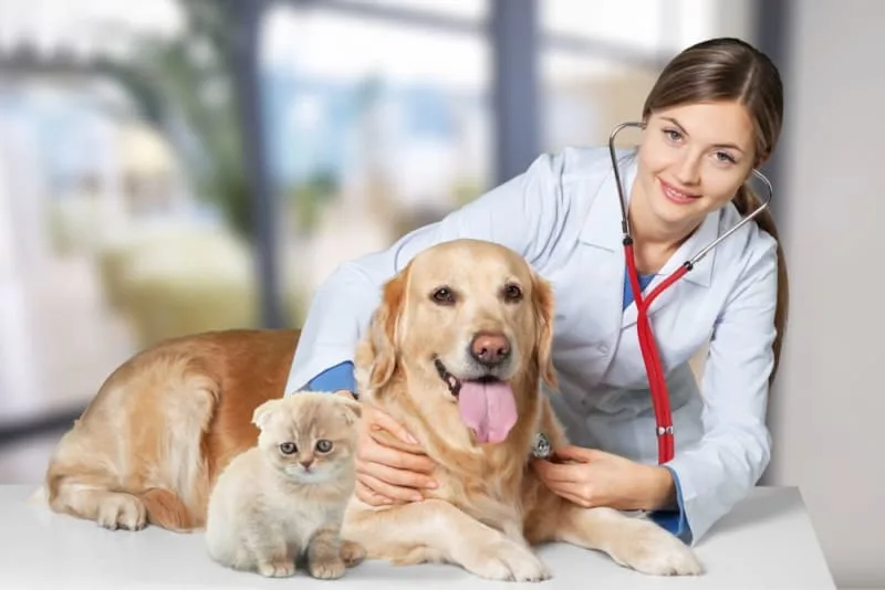 Routine Vet Exams: Why Are Regular Veterinary Checkups Important?