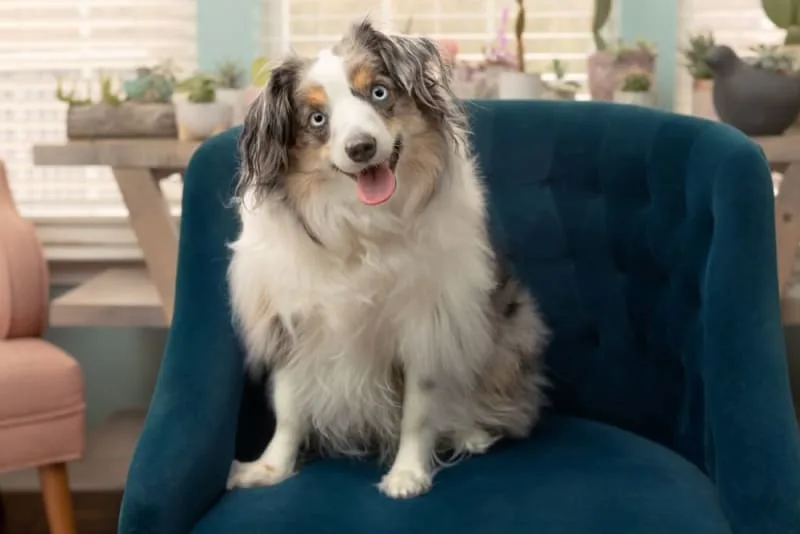 Veterinary Exam: Why Are Pet Check Ups Important?