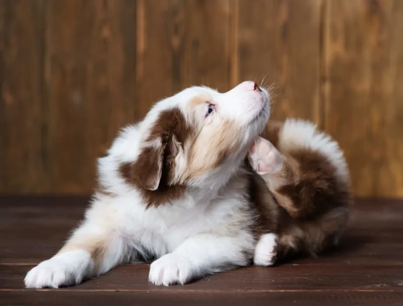 Dandruff in Dogs: Causes & Treatment