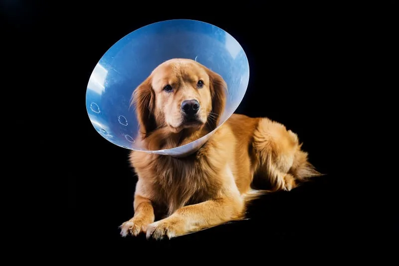 Getting Your Dog Fixed