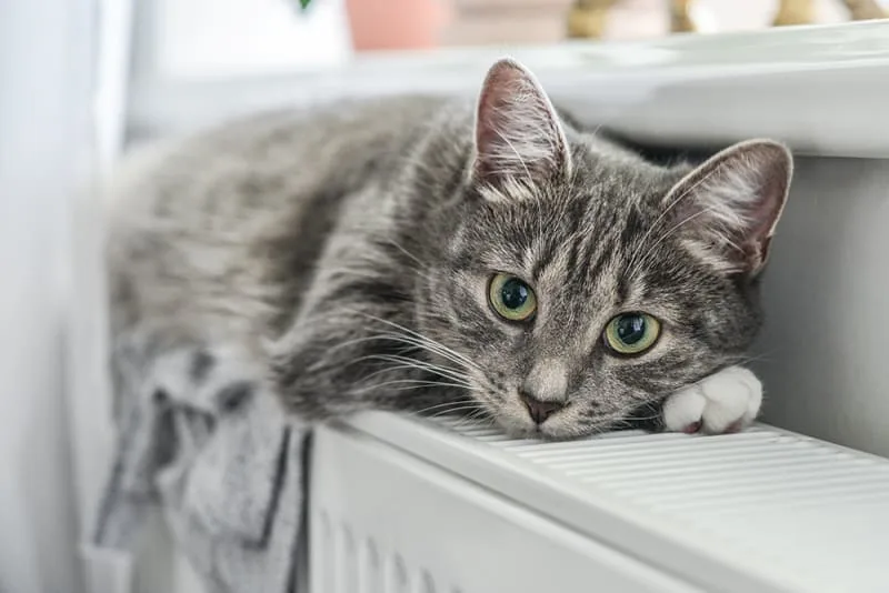 Pet Parent's Guide to Hernias in Cats