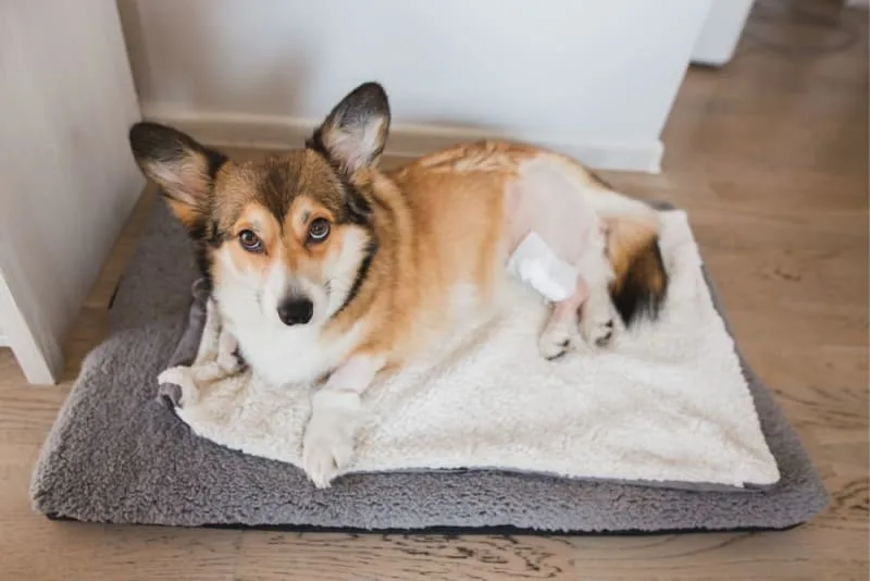Dog Knee Surgery