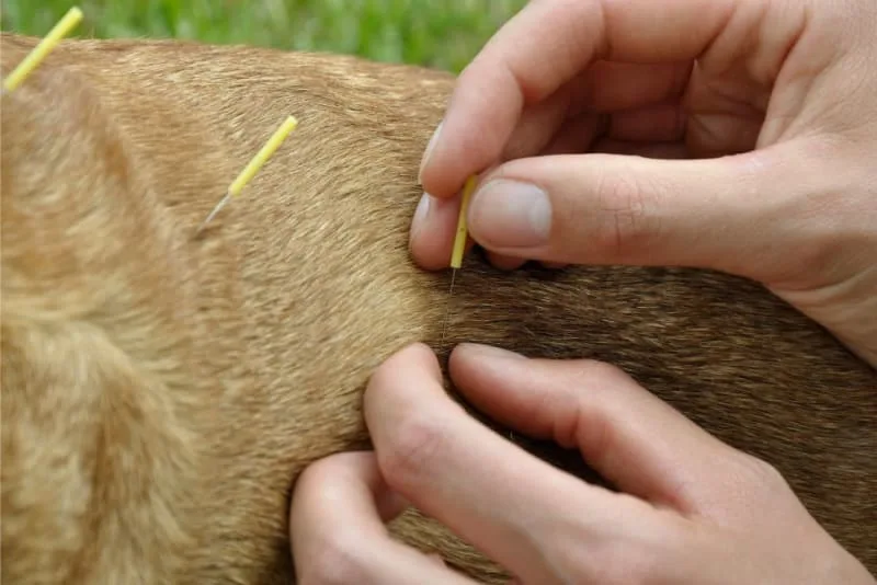 Myths and Facts About Veterinary Acupuncture