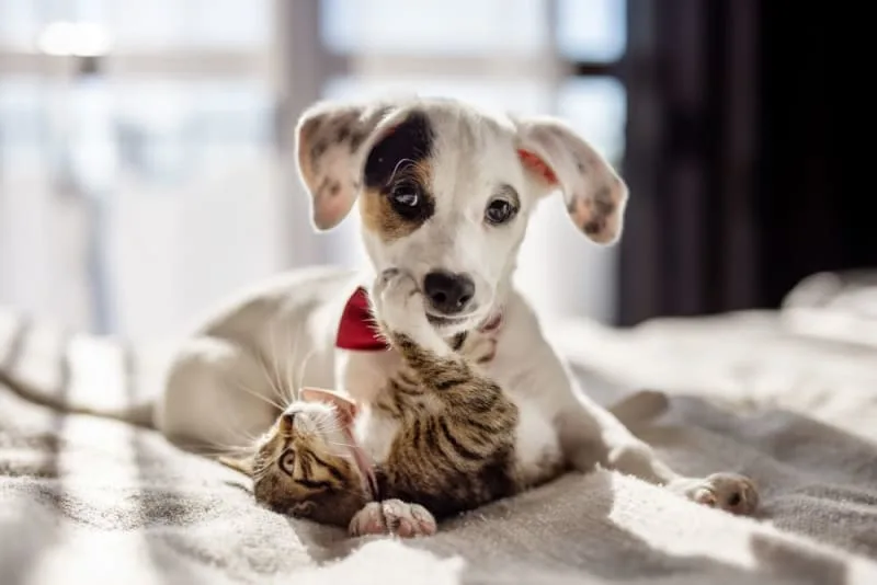 Puppy & Kitten: Are They a Good Match?