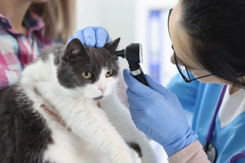 Ear Infection in Cats