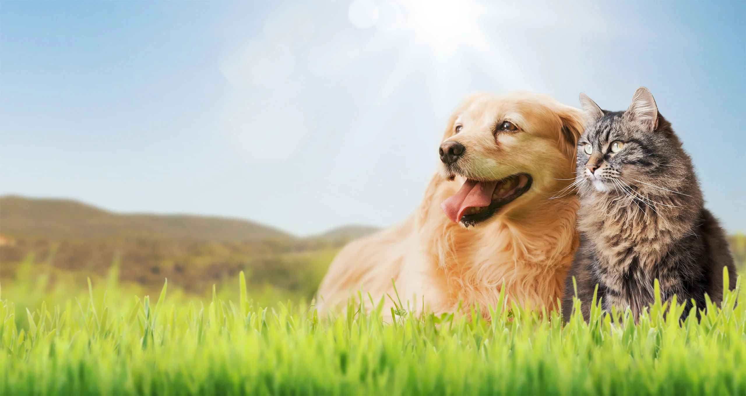 h cat and dog outside sitting together in green field with sun ahead