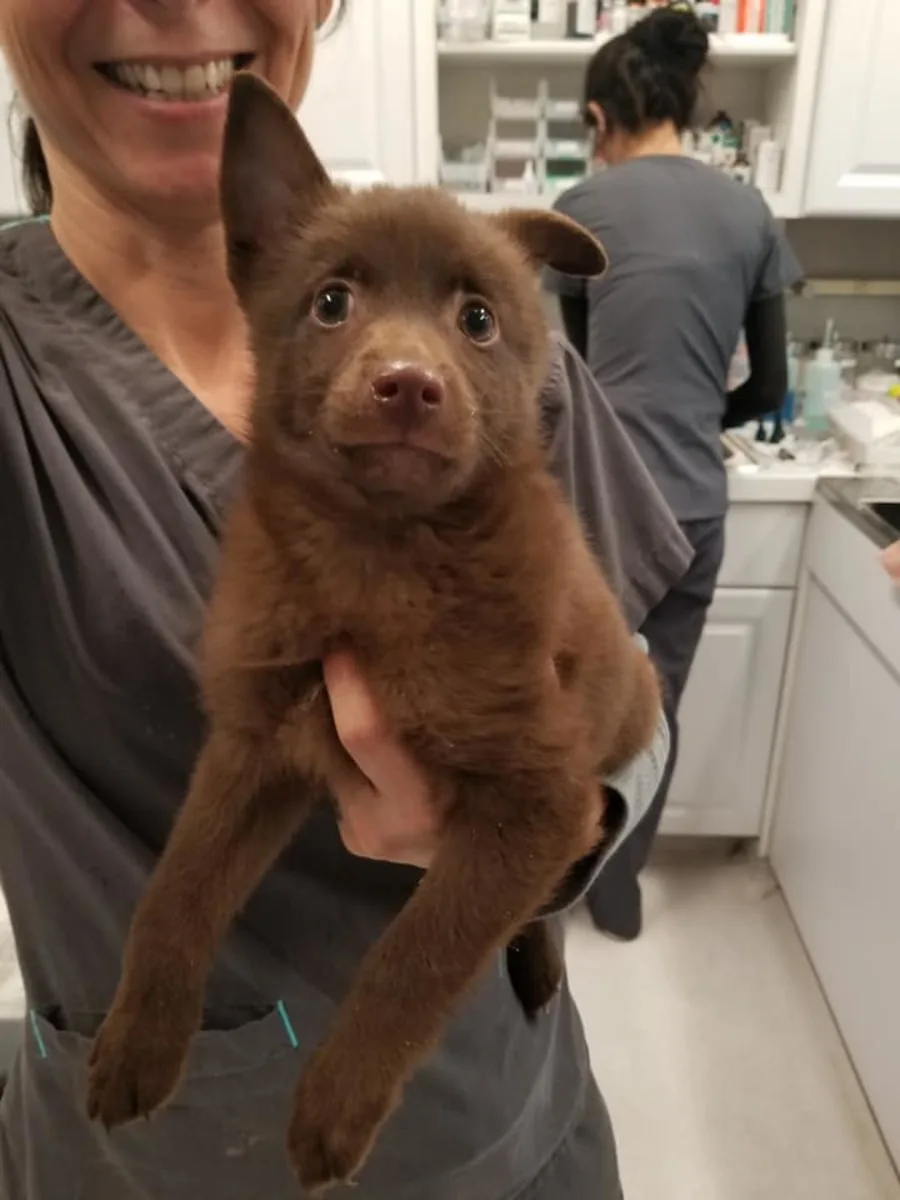 Dog Dental Care at Goleta Airport Pet Hospital