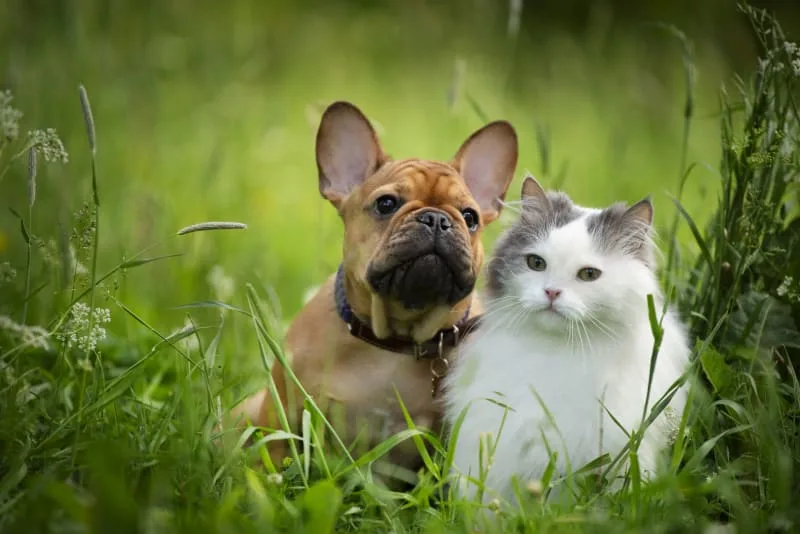 Routine Vet Exams - Why Are Regular Veterinary Checkups Important?