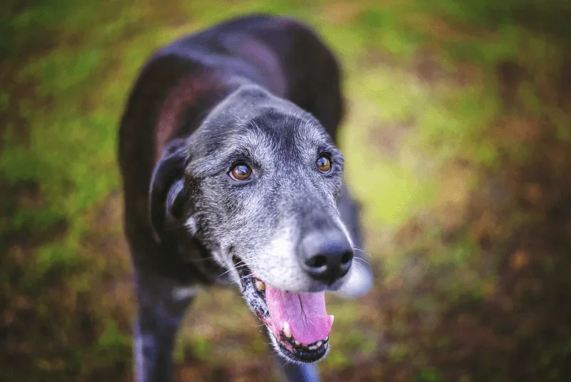 Weight Loss in Older Dogs: When to Worry