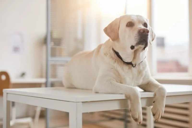 Dilated Cardiomyopathy in Dogs