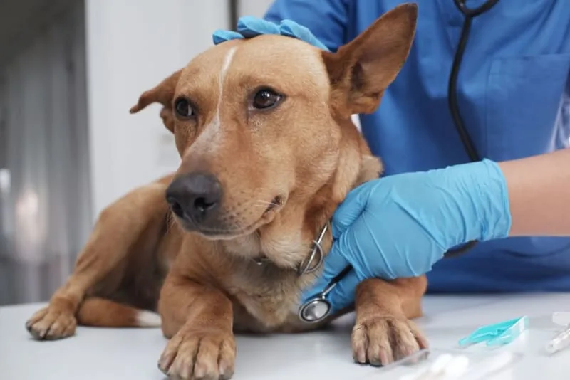 New Canine Infectious Respiratory Disease Outbreak