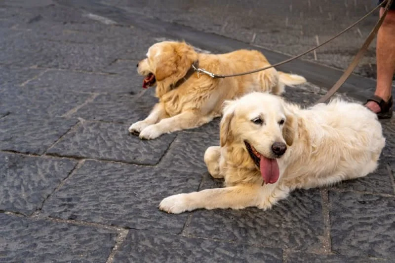Heatstroke in Dogs: Symptoms, Causes & What to Do