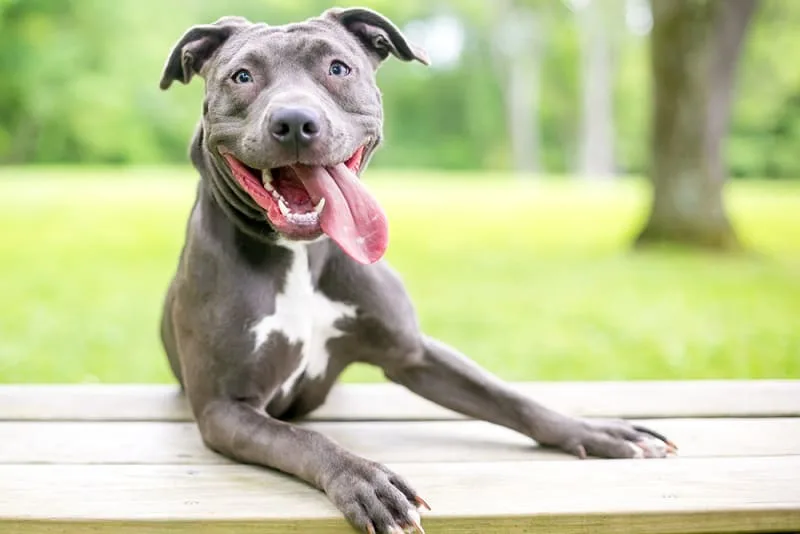 Dental Disease in Dogs