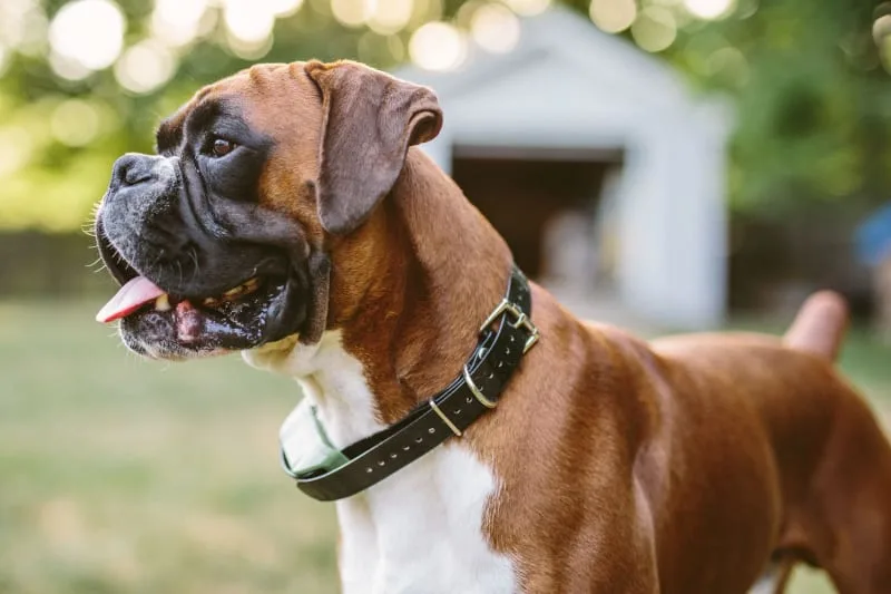 Surgery for Hip Dysplasia in Dogs