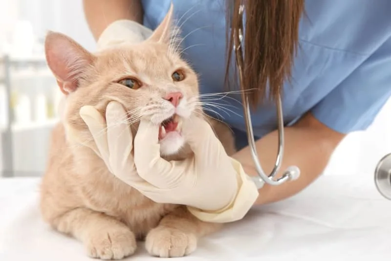 Cat Teeth Cleaning: How to Clean Cat's Teeth