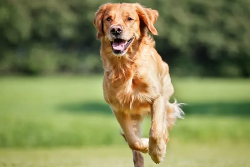 Hip Dysplasia Surgery for Dogs