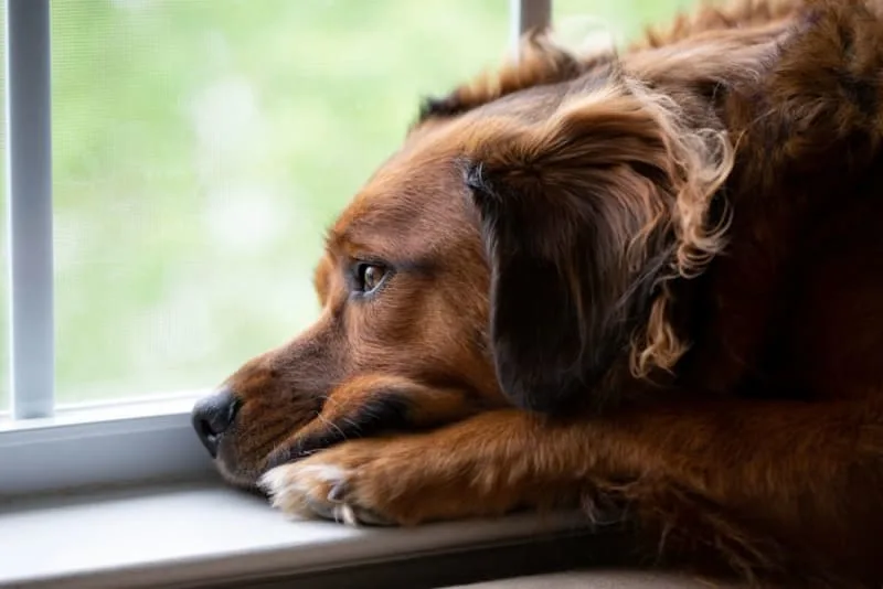 Anxiety & Depression in Dogs: Causes, Symptoms & How to Help