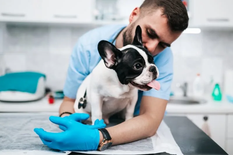 Puppy’s First Vet Visit: Checklist & What to Expect