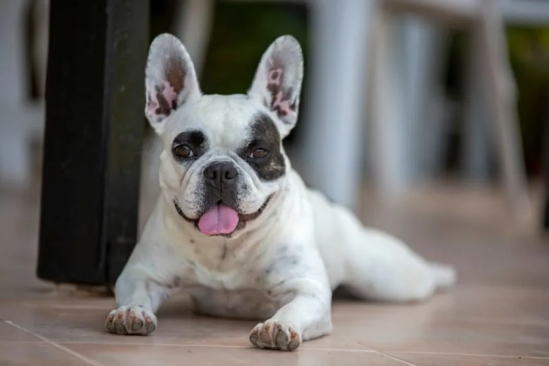 Common Causes of Diarrhea in Dogs & How to Stop it