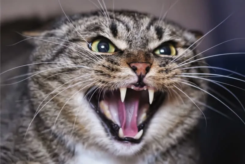 Rabies in Cats