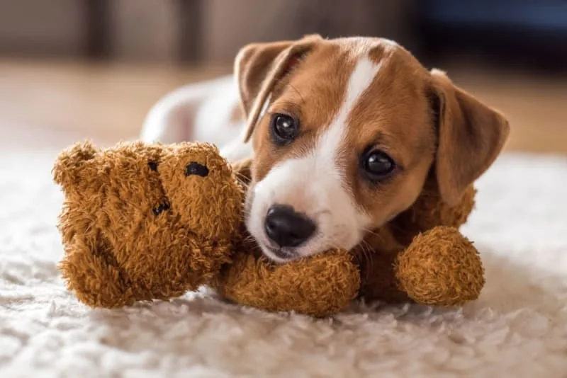 Leaving a Puppy Alone at Home for the First Time: How to Prepare