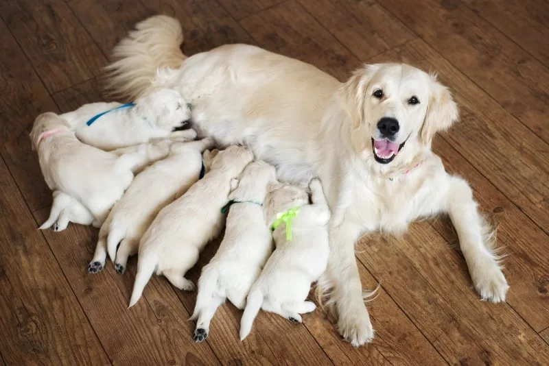 C-Section Surgery & How To Care For Your Dog Post-Op