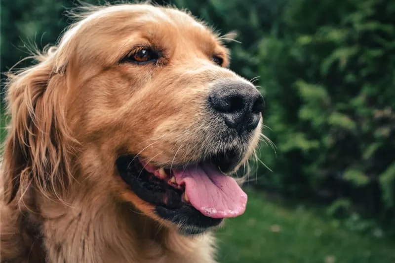 Bad Breath in Dogs