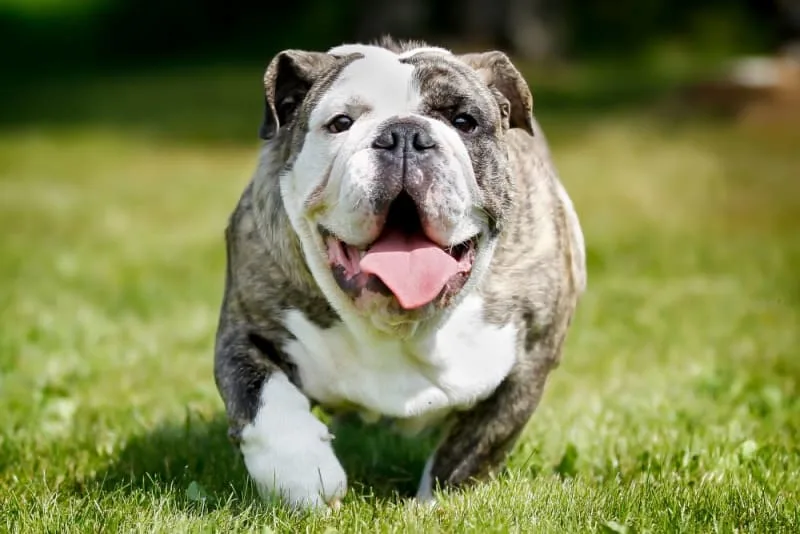 Is Your Dog Overweight? Signs, Symptoms, & What to Do