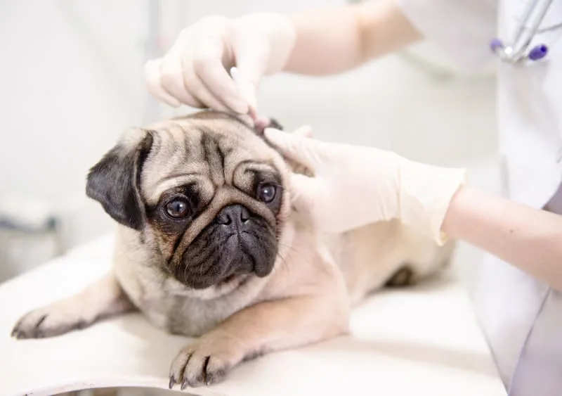 Caring For Your Dog After Surgery