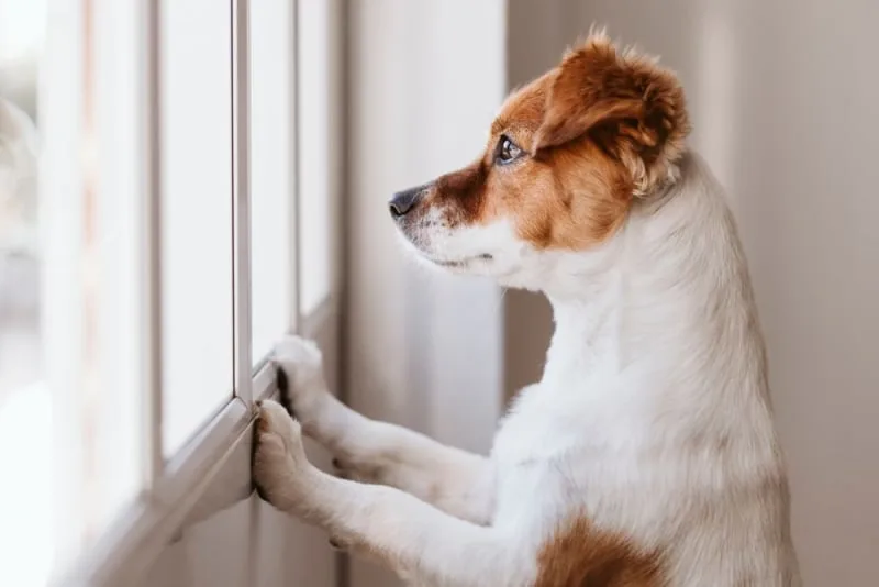 Leaving a Puppy Alone at Home for the First Time: How to Prepare