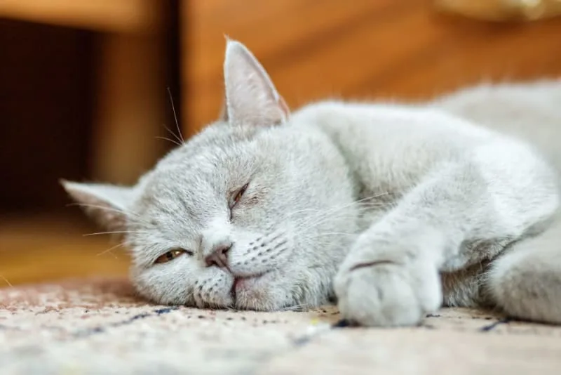 Pneumonia in Cats