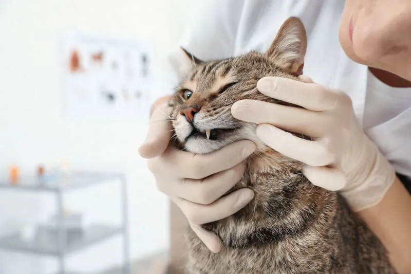 Common Dental Problems For Cats