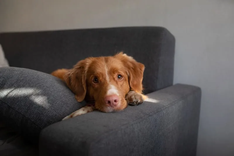 Helping Your Dog Recover From Surgery