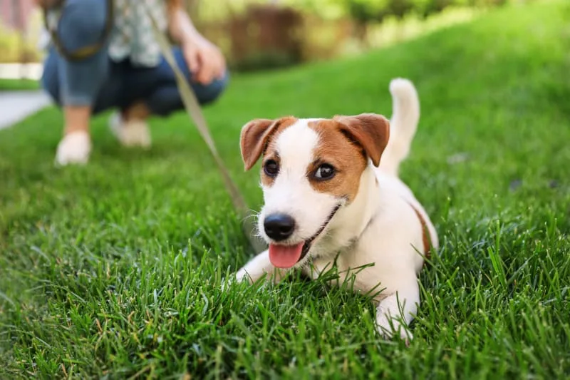 Dog Stops Walking & Won't Move: What to Do
