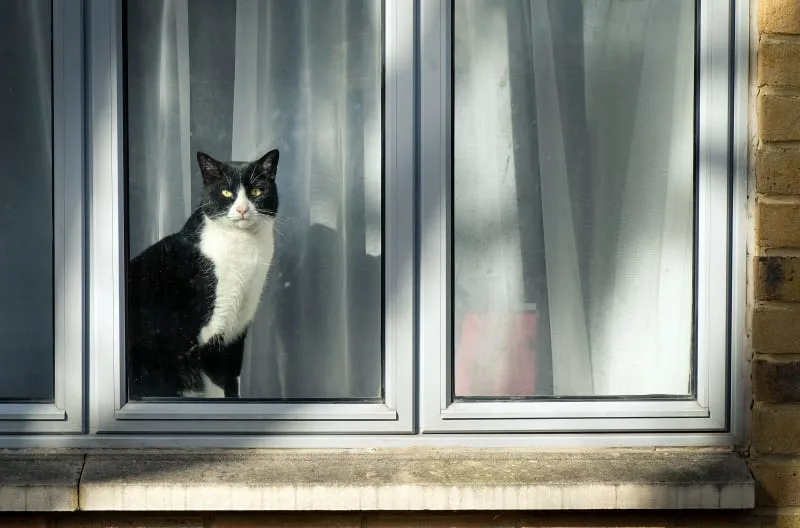 Why It's Important to Vaccinate Your Indoor Cat