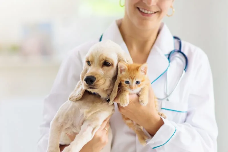 Why Are Routine Pet Wellness Check-Ups Important?