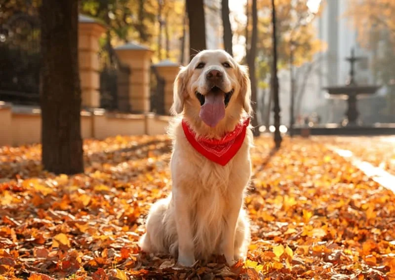 Average Cost of Owning a Dog