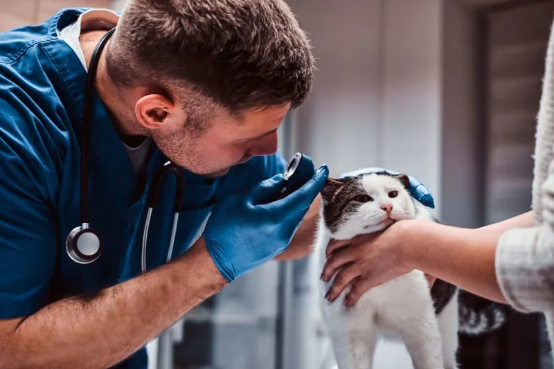 Ear Infections In Cats: Causes & Treatment