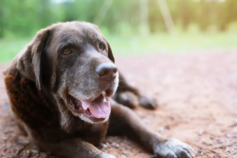 Signs of Joint Pain in Dogs