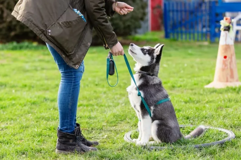 Basic Dog Training Tips & Advice