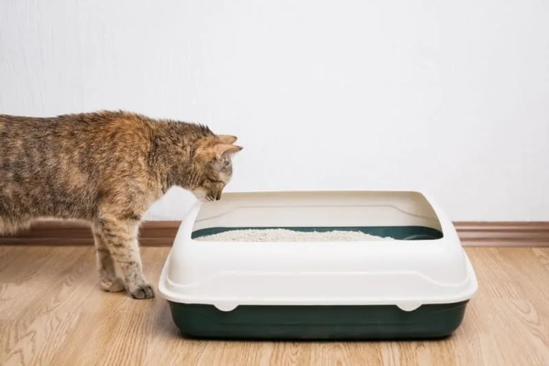 Constipation in Cats: What to Do