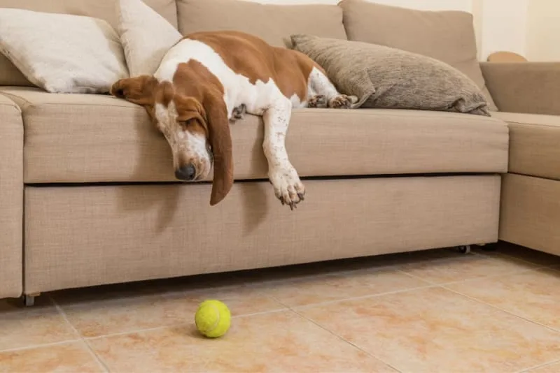 Signs of Joint Pain in Dogs: Types, Causes and Treatment