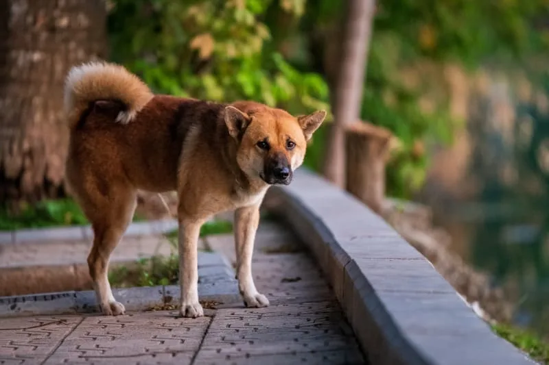 What is Whipworm in dogs?