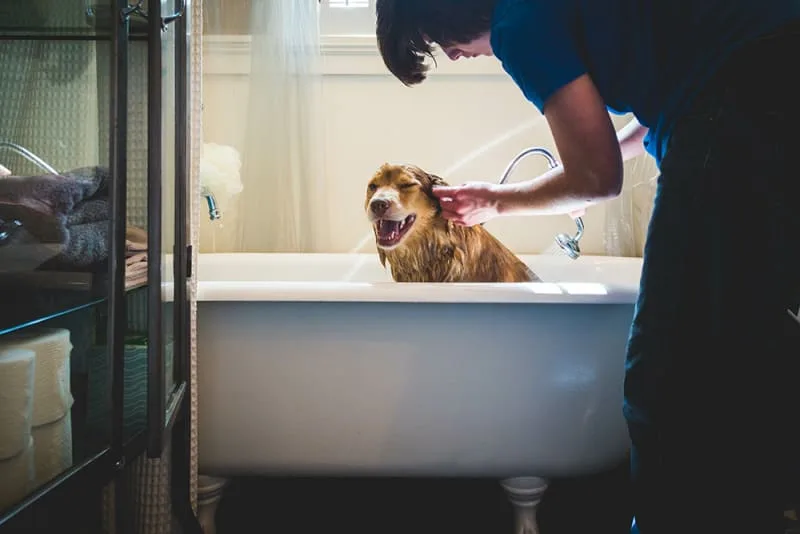 What You Should Know About Cat & Dog Grooming