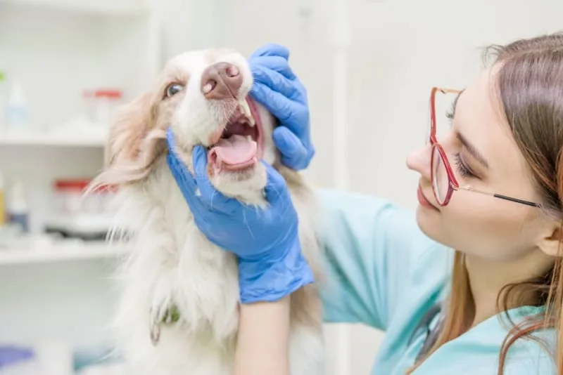 Signs Your Dog Needs Dental Cleaning