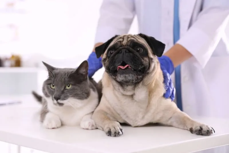 Pet Wellness Plans vs Pet Insurance
