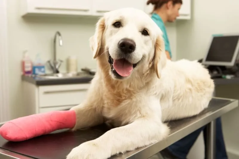 Tibial Tuberosity Advancement (TTA) Surgery for Dogs